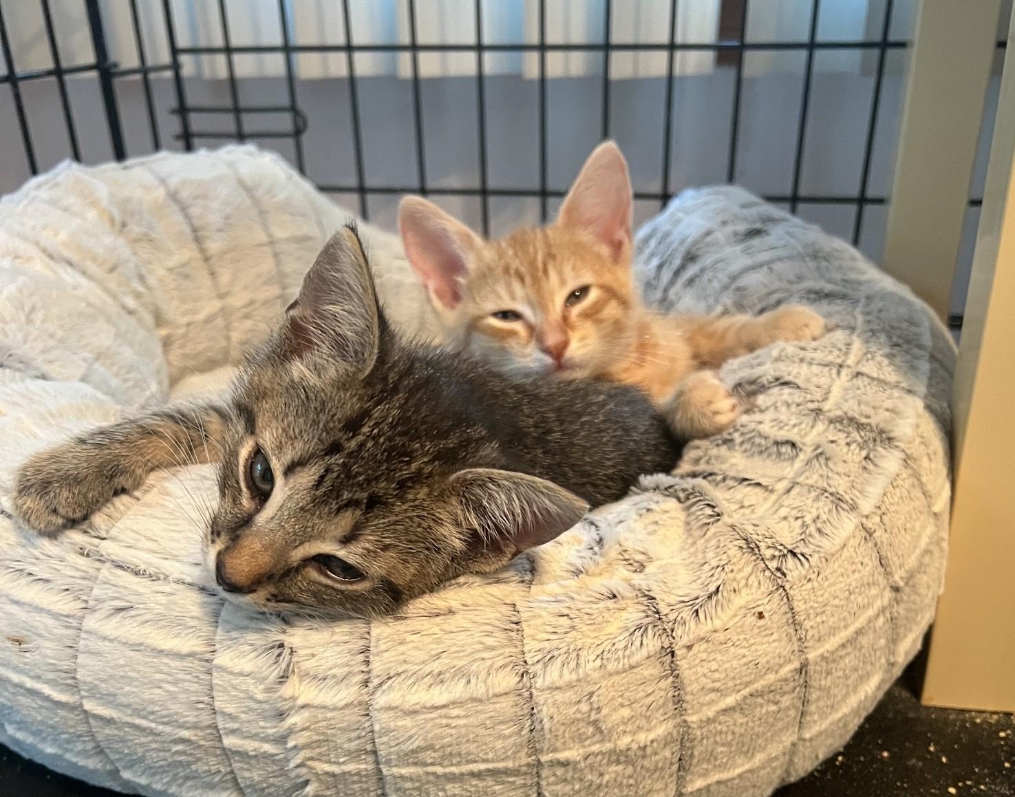 Jake. and Armando, an adopted Tabby in Closter, NJ image 2/3