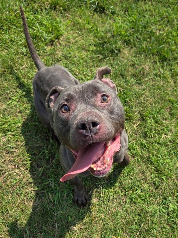 Enlarge Dr. Draken, a Adoptable mixed breed in Millersville, MD image 1/1