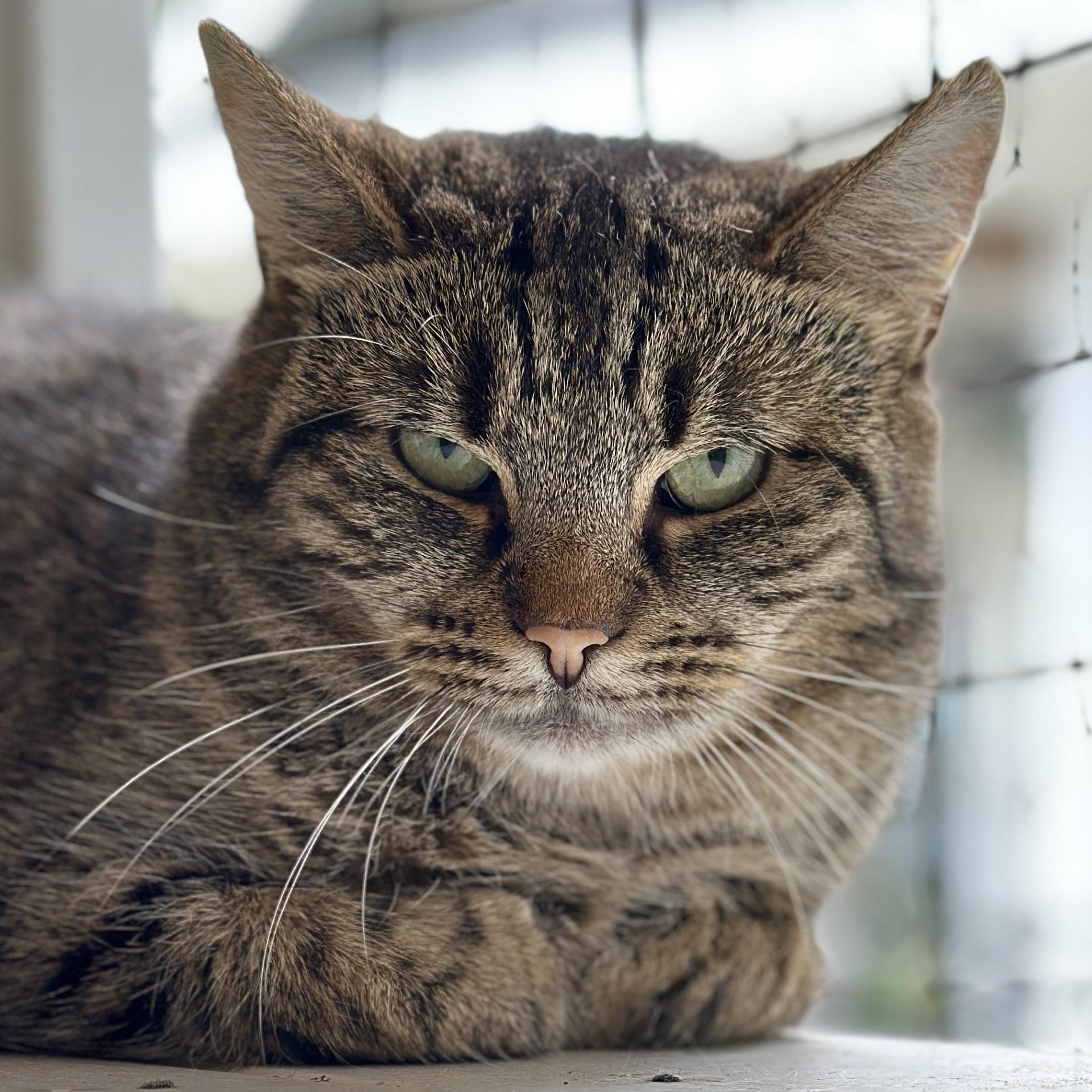 Whisper, a ADOPTABLE Domestic Short Hair in Victor, NY image 2/5