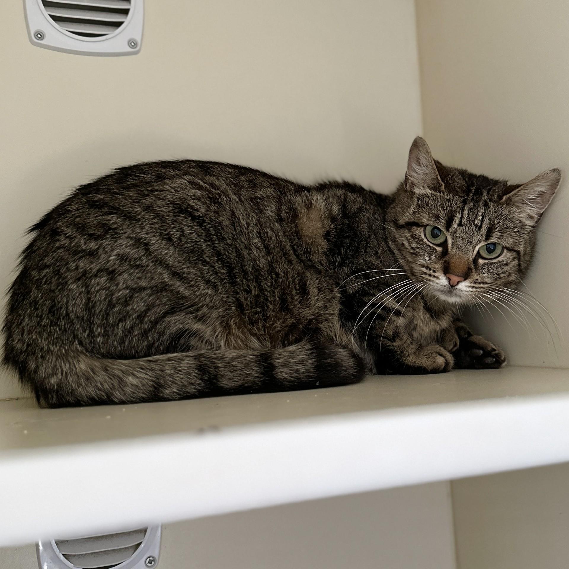Whisper, a ADOPTABLE Domestic Short Hair in Victor, NY image 3/5