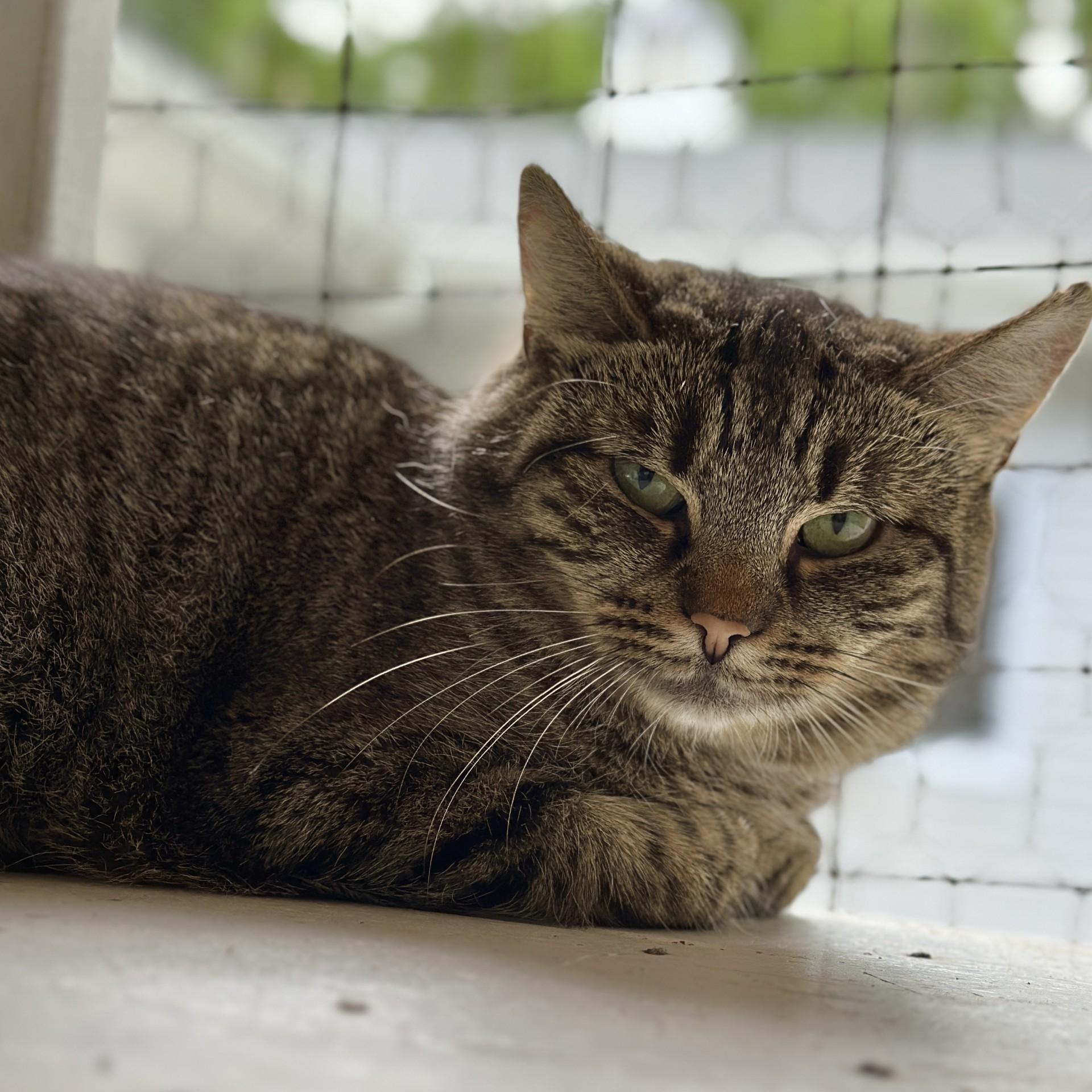 Whisper, a ADOPTABLE Domestic Short Hair in Victor, NY image 5/5