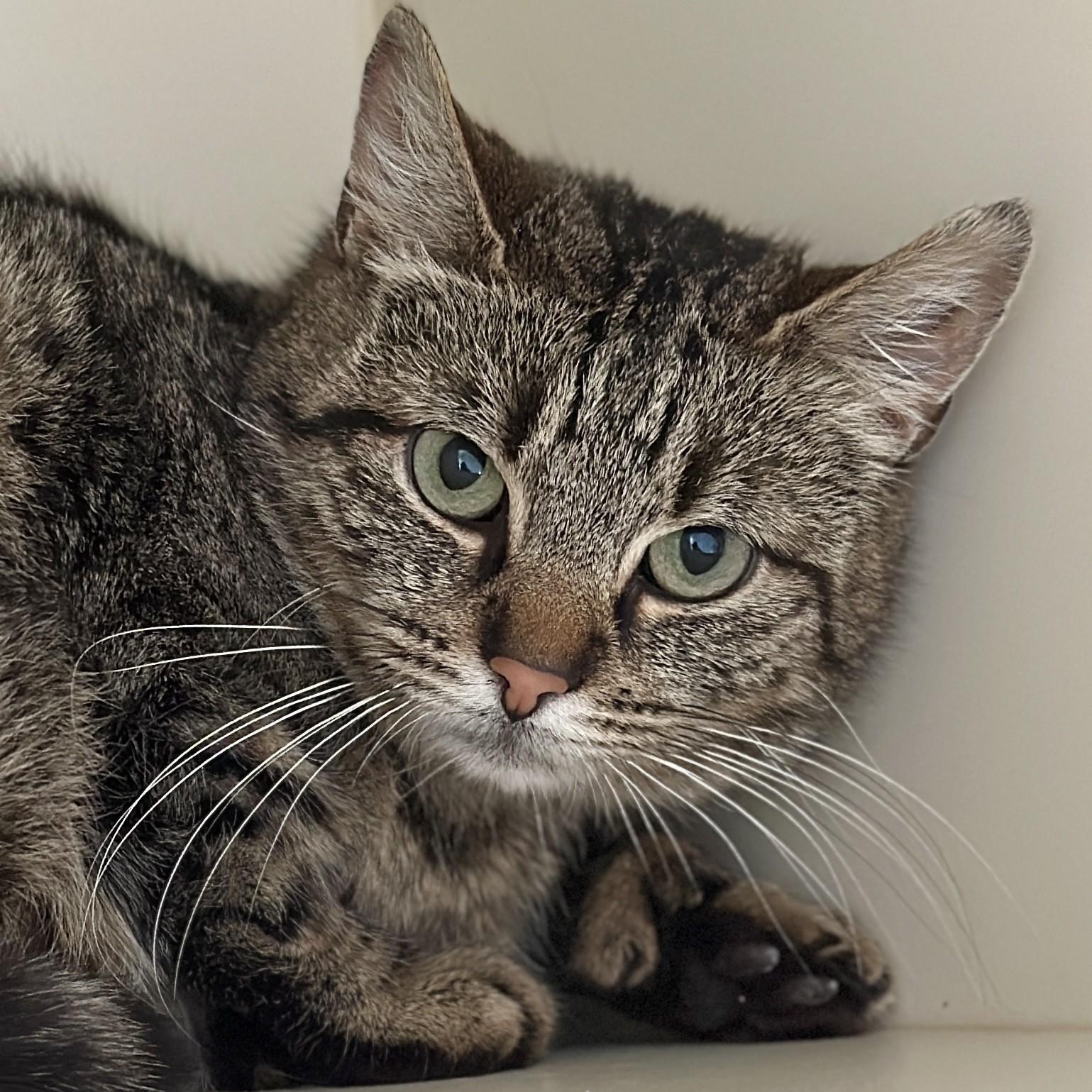 Whisper, ADOPTABLE, Adult Female Domestic Short Hair.