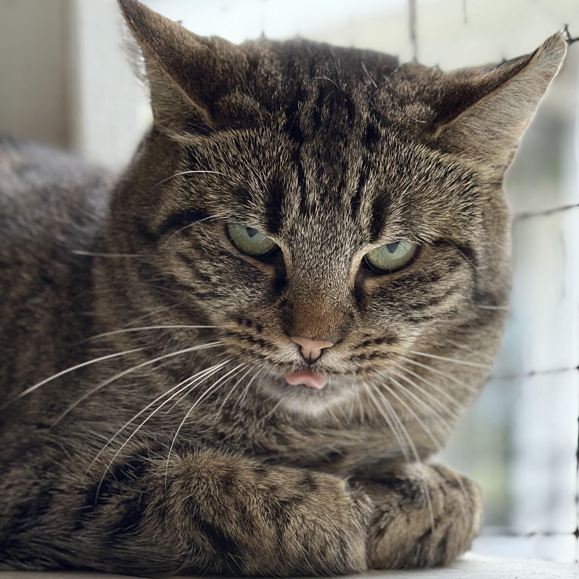 Whisper, a ADOPTABLE Domestic Short Hair in Victor, NY image 4/5