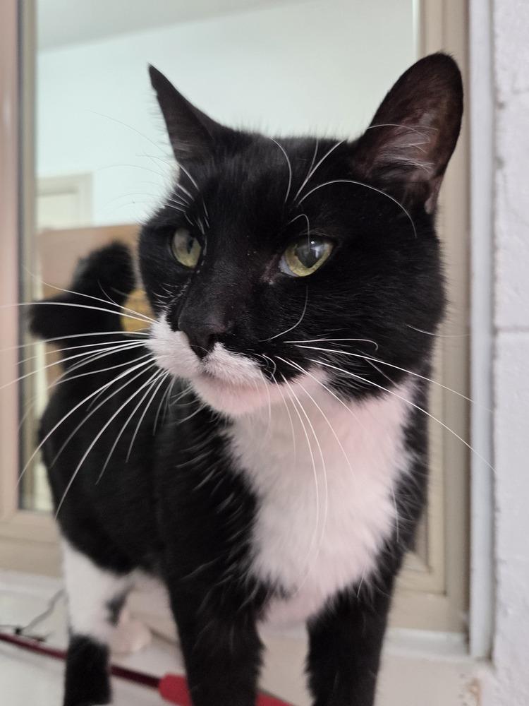 Pig, a Adoptable Domestic Short Hair in Salmon, ID image 1/4