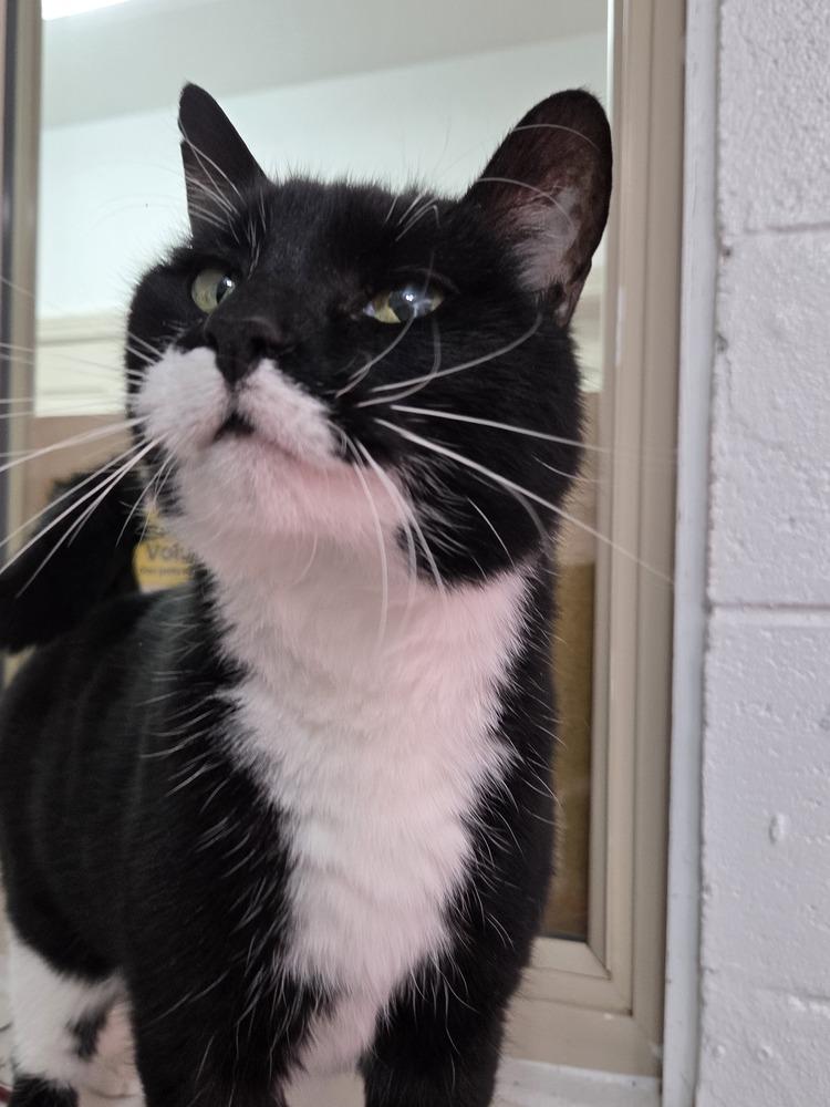 Pig, a Adoptable Domestic Short Hair in Salmon, ID image 2/4