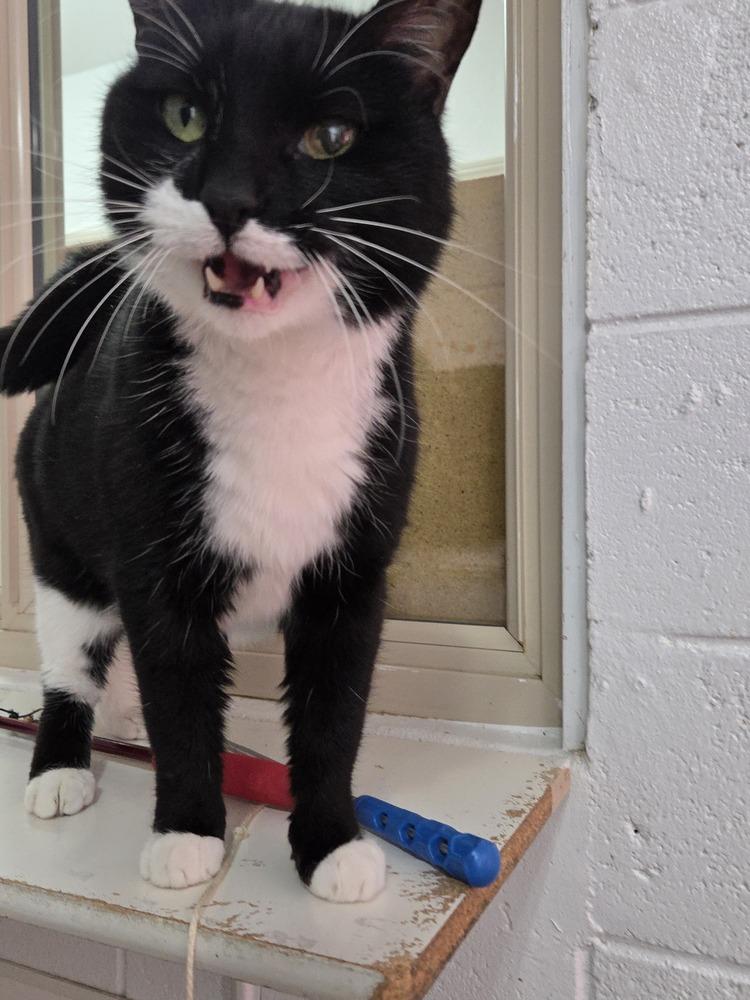 Pig, a Adoptable Domestic Short Hair in Salmon, ID image 4/4