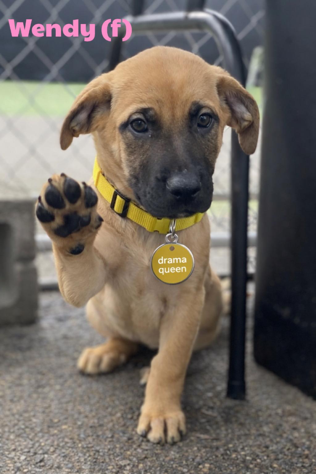 Enlarge Wendy, a Adoptable mixed breed in Winston, OR image 1/1