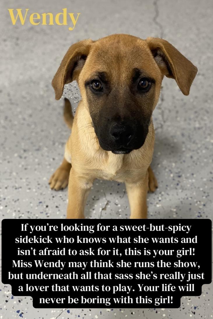 Enlarge Wendy, a Adoptable mixed breed in Winston, OR image 1/2