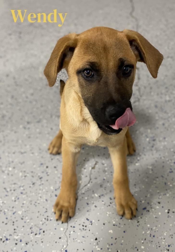 Enlarge Wendy, a Adoptable mixed breed in Winston, OR image 2/2