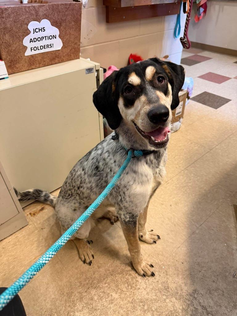 ESMÉ, Adoptable, Adult Female Bluetick Coonhound.