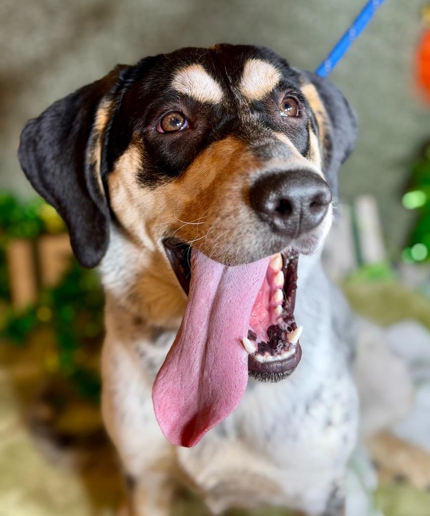 Enlarge ESMÉ, a Adoptable Bluetick Coonhound in Wintersville, OH image 2/2