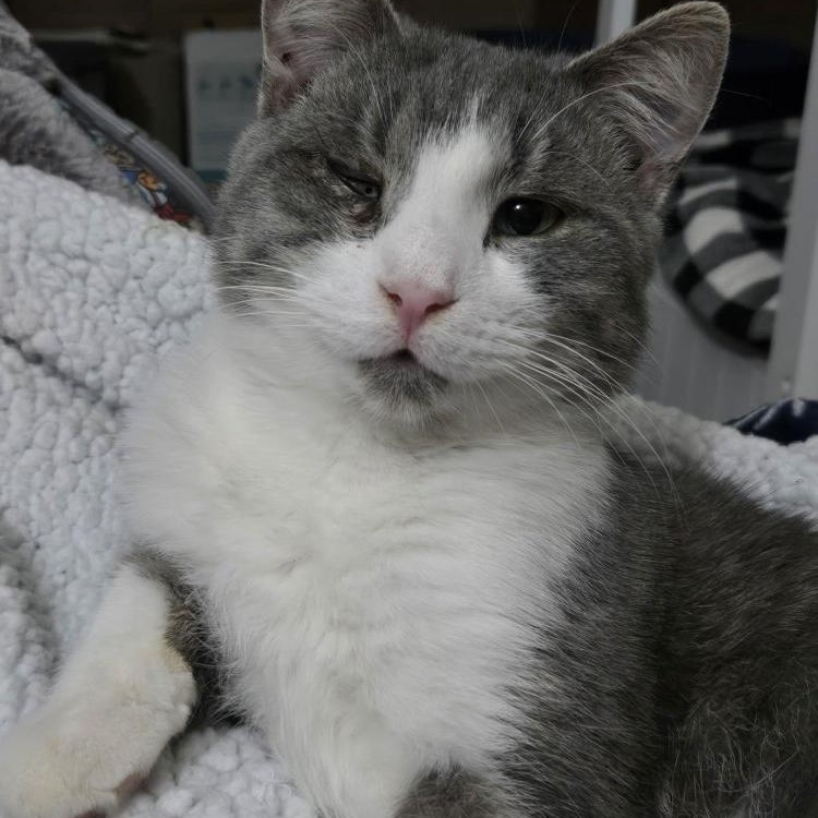Decker, an adopted Domestic Short Hair in Grove City, OH image 1/3