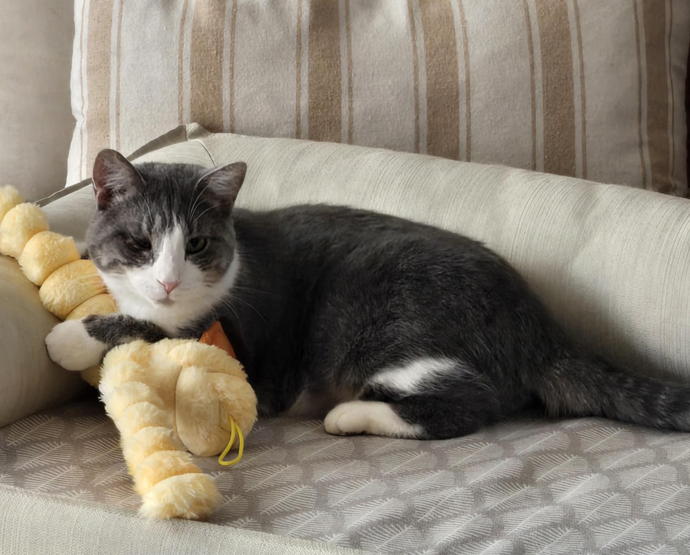 Decker, an adopted Domestic Short Hair in Grove City, OH image 3/3