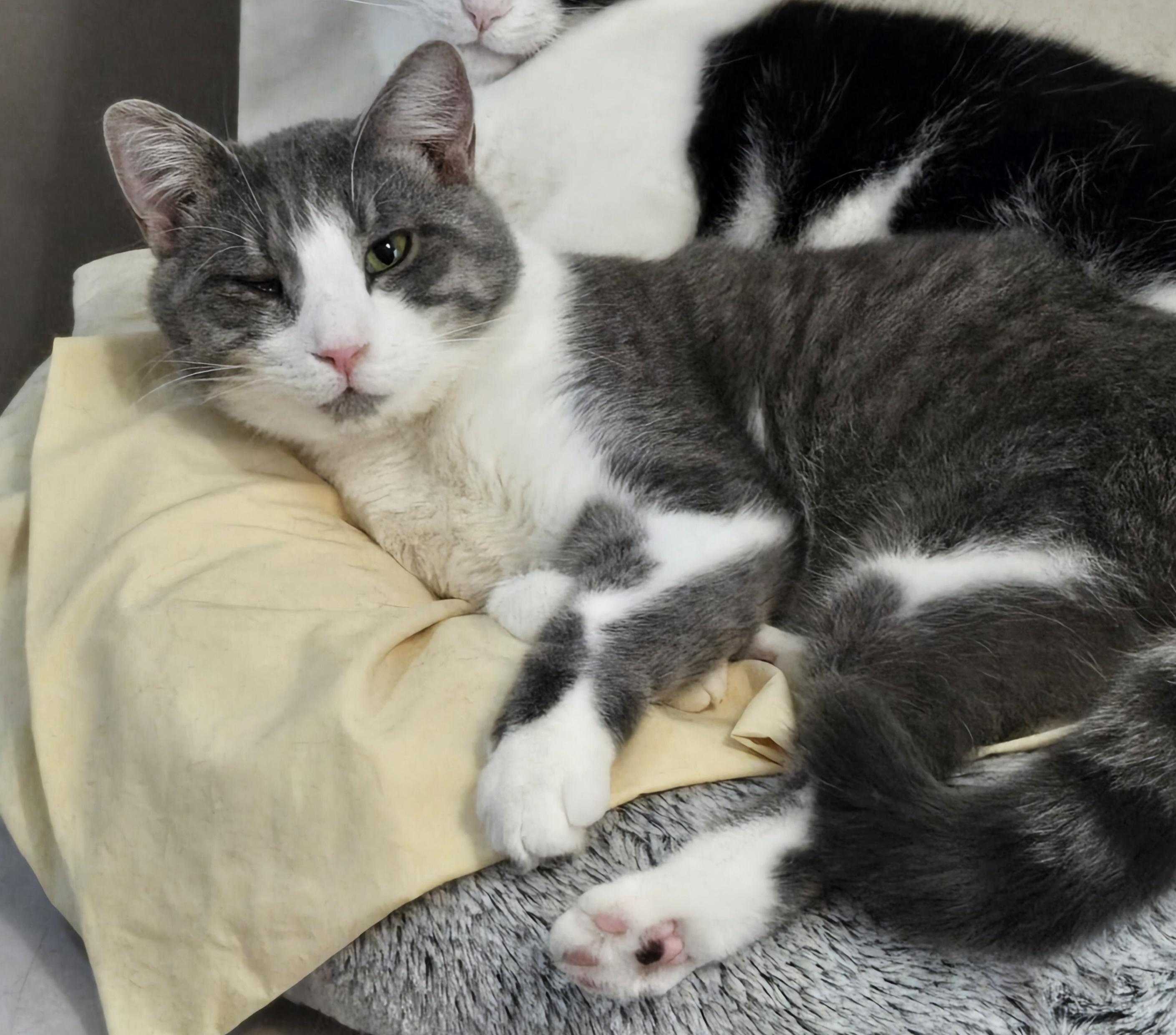 Decker, an adopted Domestic Short Hair in Grove City, OH image 2/3