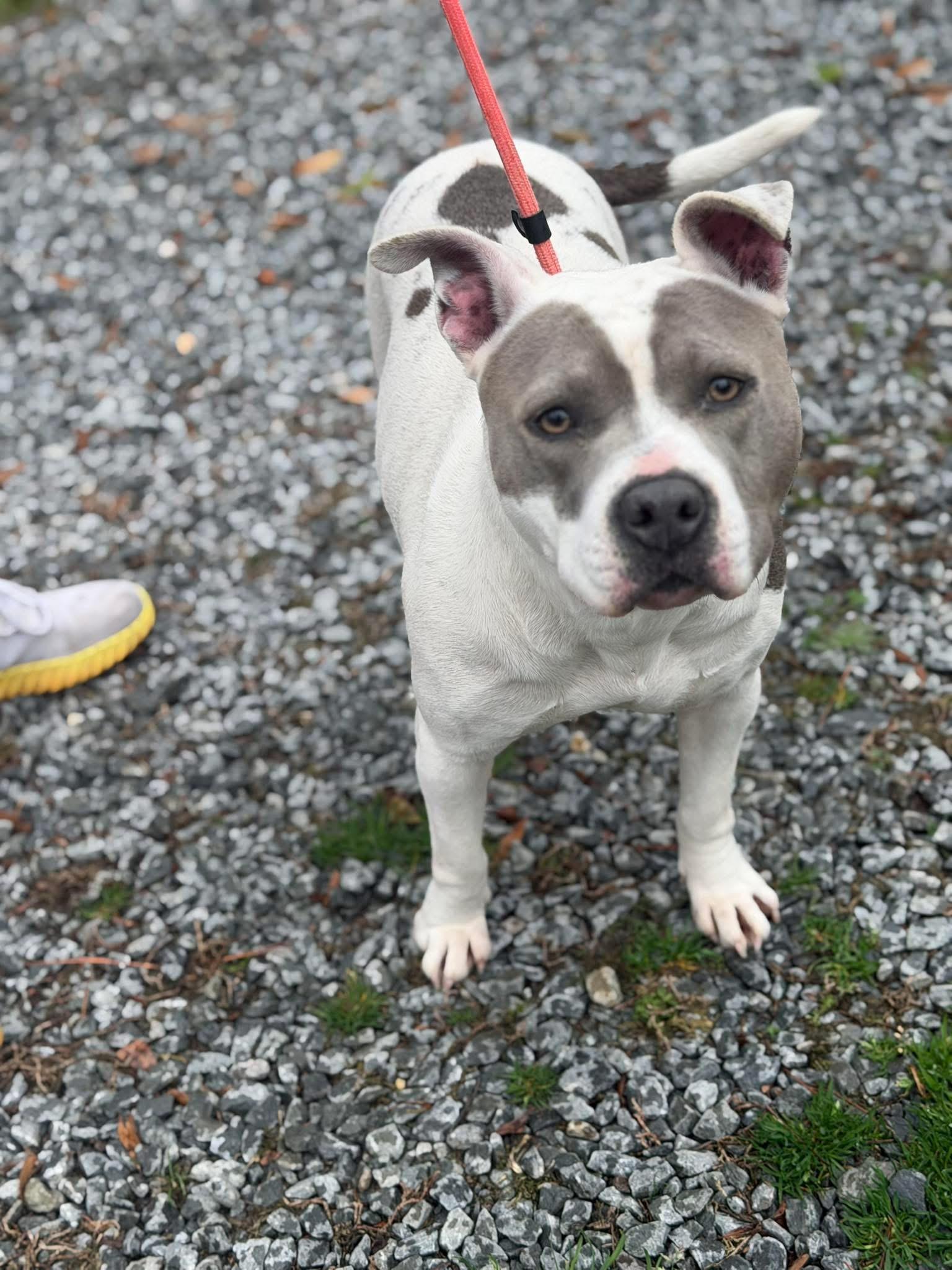 Enlarge Johnise, a ADOPTABLE American Bulldog in Elizabethtown, NC image 1/1