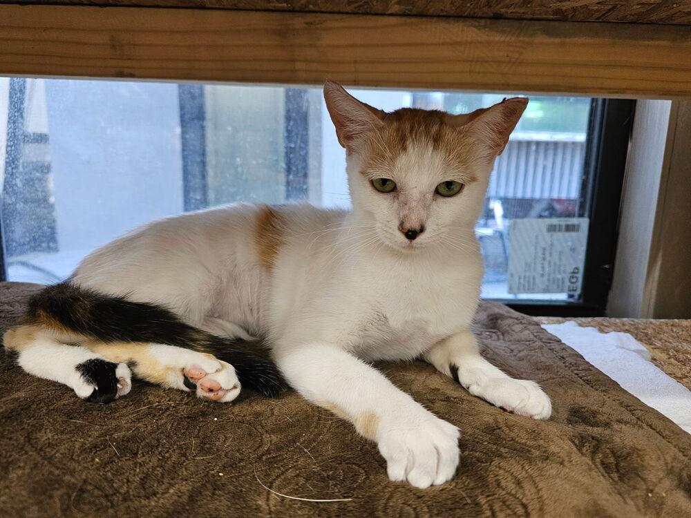 Violadee, Adoptable, Young Female Domestic Short Hair.