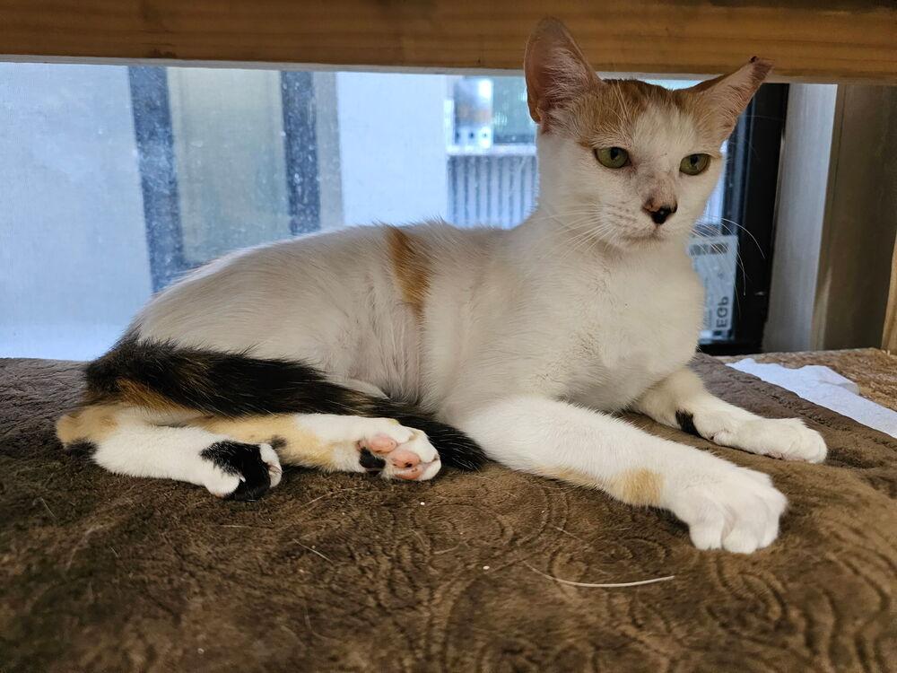 Violadee, a Adoptable Domestic Short Hair in Hudson, NH image 2/5