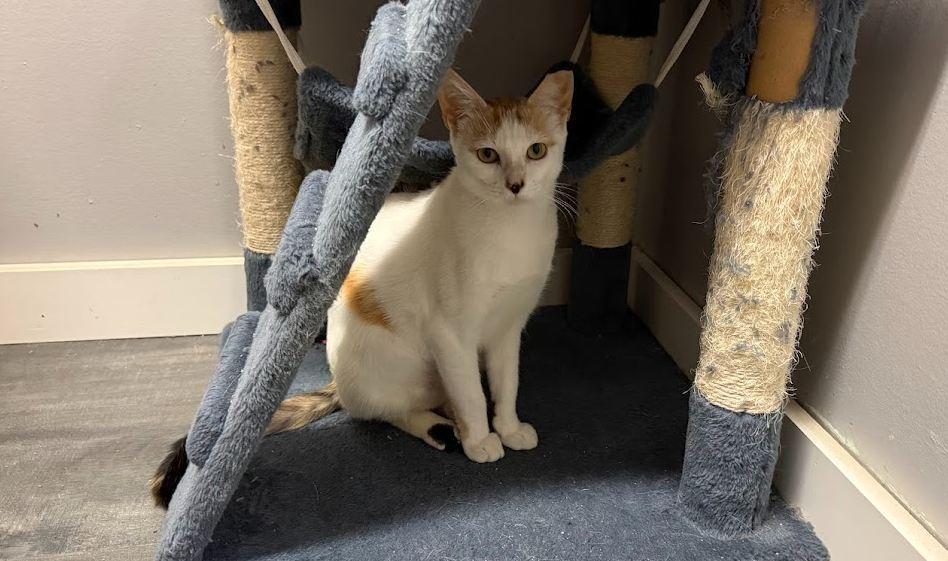 Violadee, a Adoptable Domestic Short Hair in Hudson, NH image 3/5