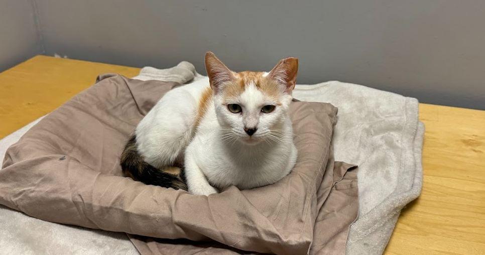 Violadee, a Adoptable Domestic Short Hair in Hudson, NH image 5/5