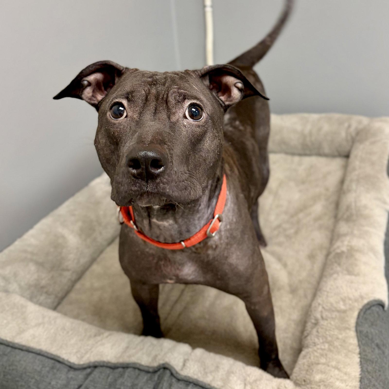 BeeBee, Adoptable, Adult Female American Staffordshire Terrier.