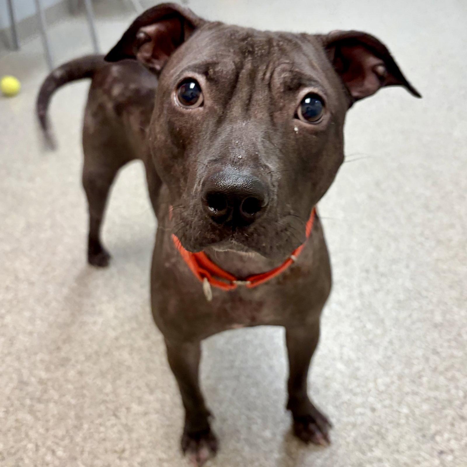 Enlarge BeeBee, a Adoptable American Staffordshire Terrier in Whitehall, PA image 2/3
