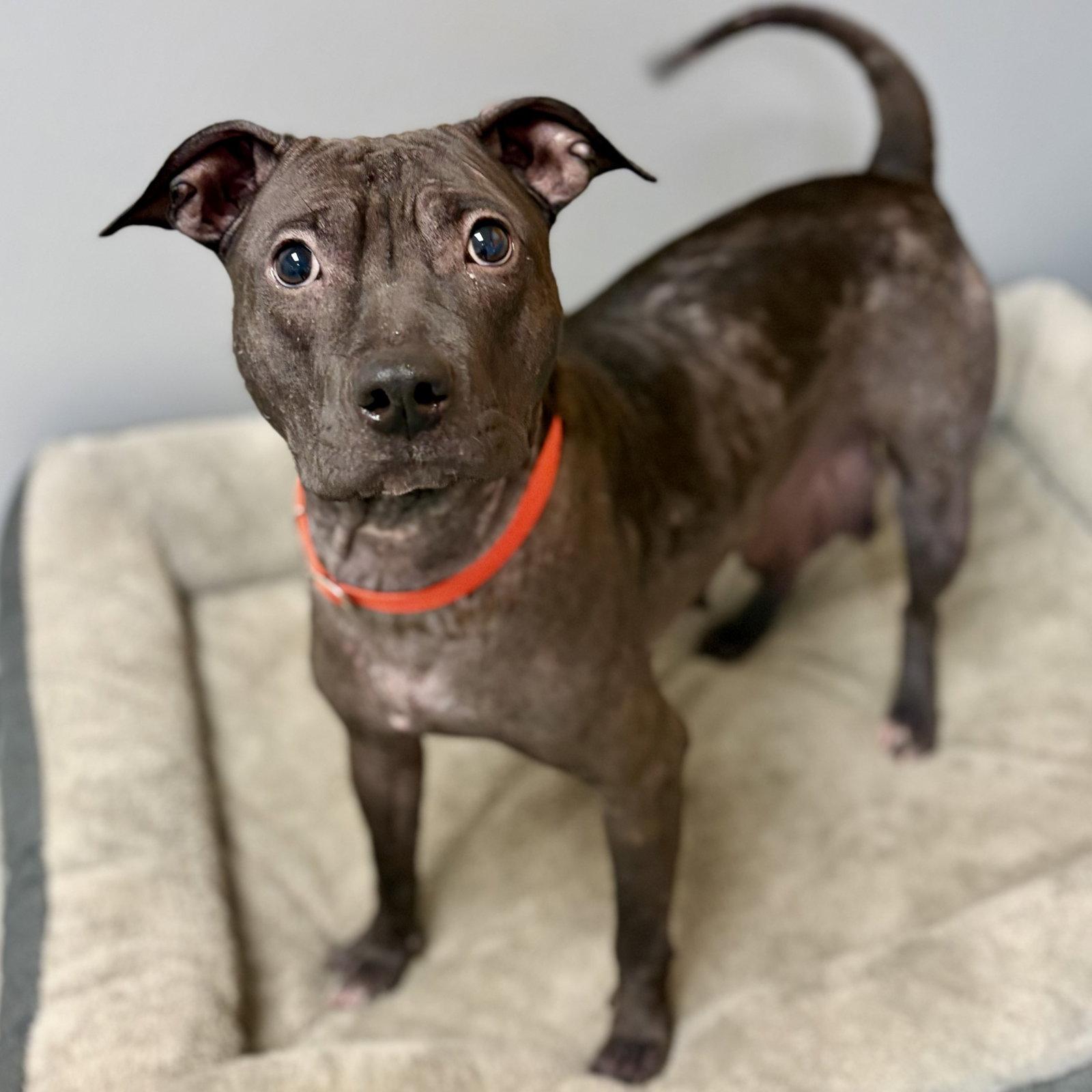 Enlarge BeeBee, a Adoptable American Staffordshire Terrier in Whitehall, PA image 3/3
