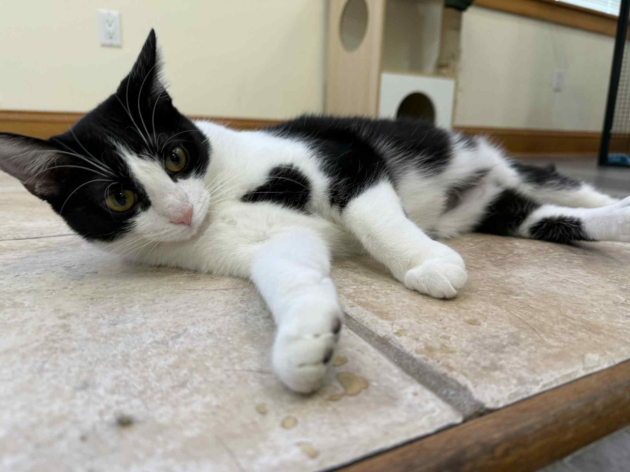 Prada, Adoptable, Adult Female Domestic Short Hair & Tuxedo.