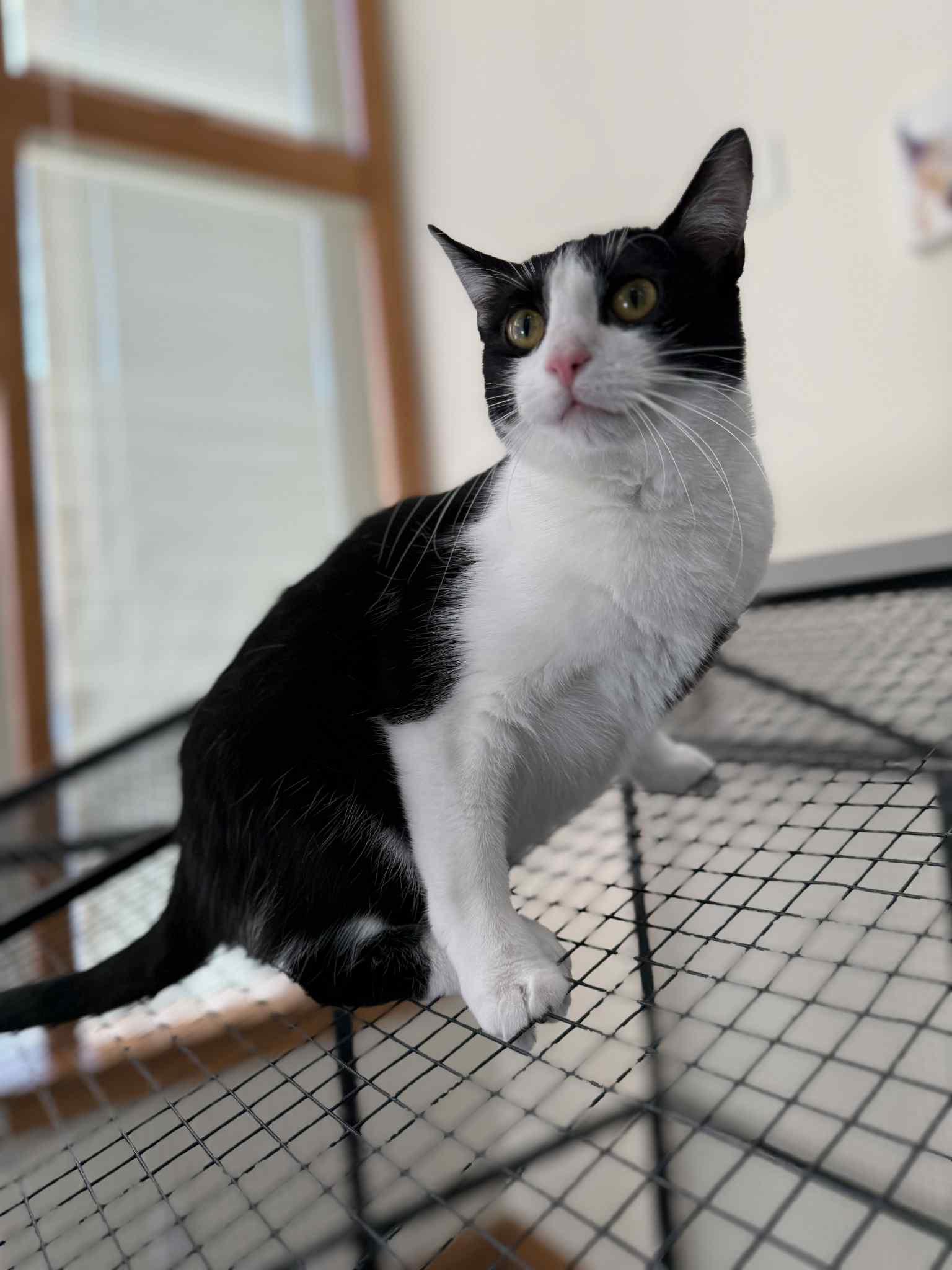 Prada, a Adoptable mixed breed in Lafayette, IN image 2/6