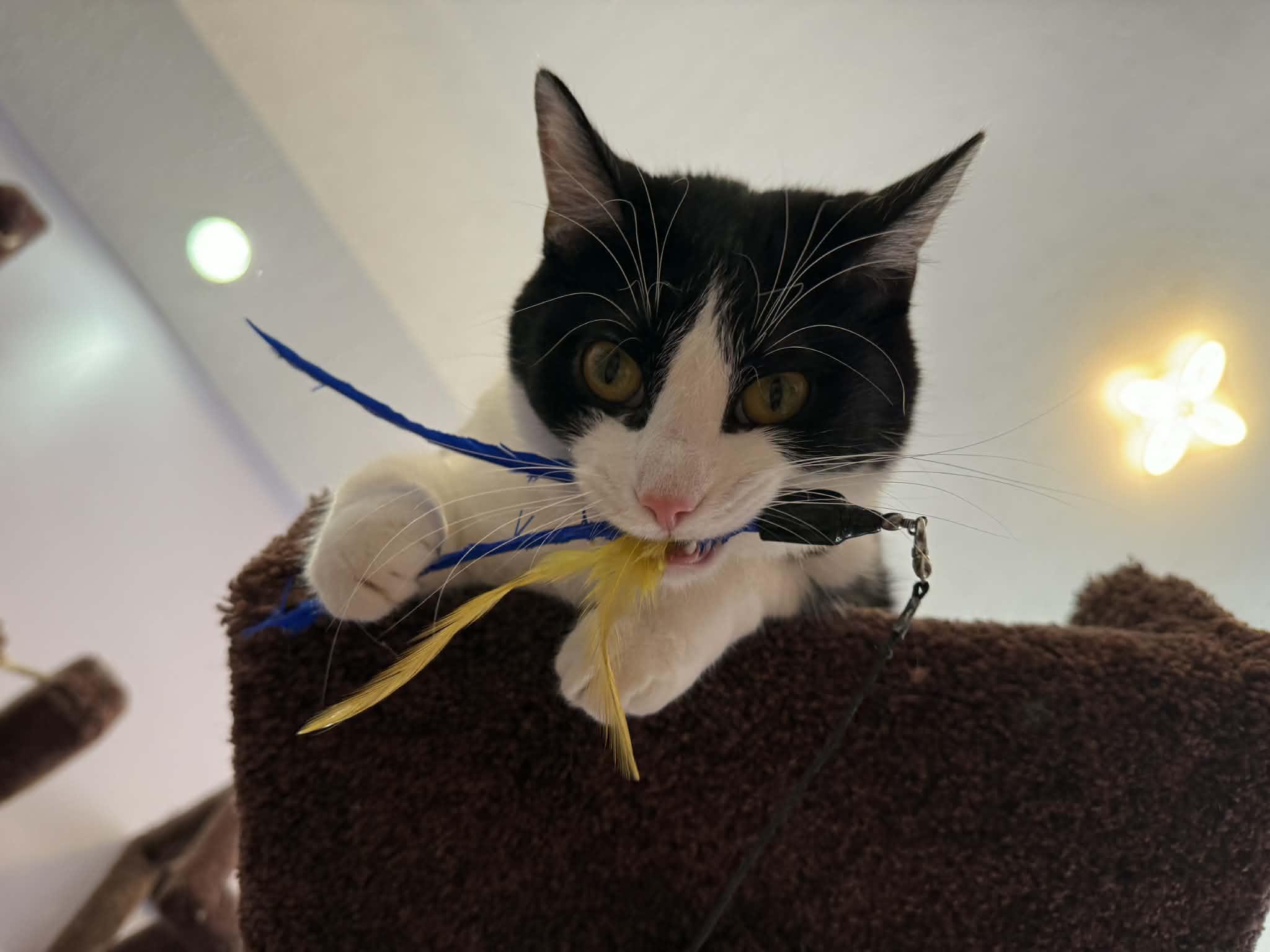 Enlarge Prada(cat café) , a Adoptable mixed breed in Lafayette, IN image 3/4