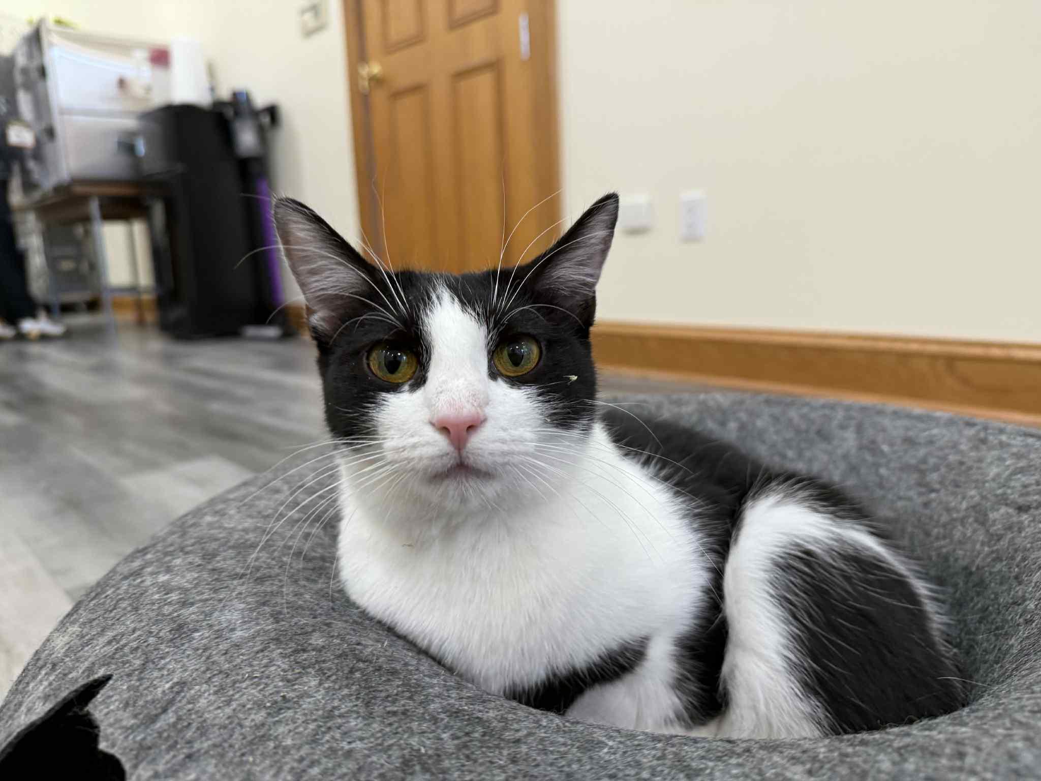 Prada, a Adoptable mixed breed in Lafayette, IN image 3/6