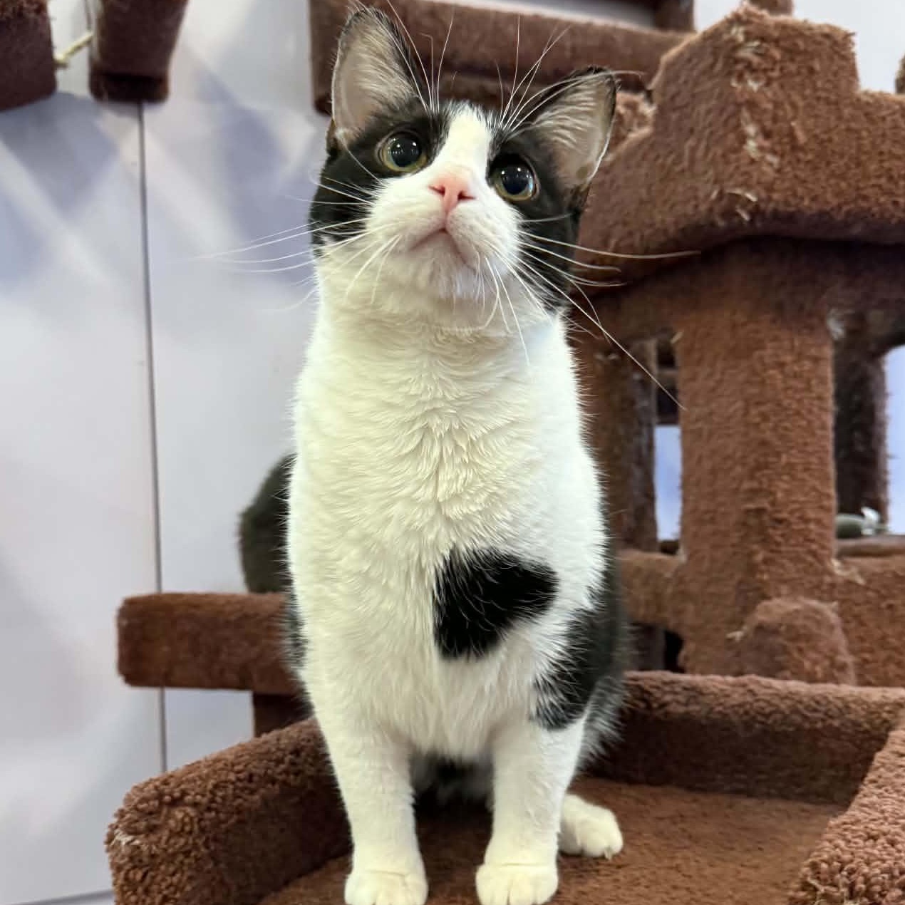 Prada(cat café) , Adoptable, Adult Female Domestic Short Hair & Tuxedo.