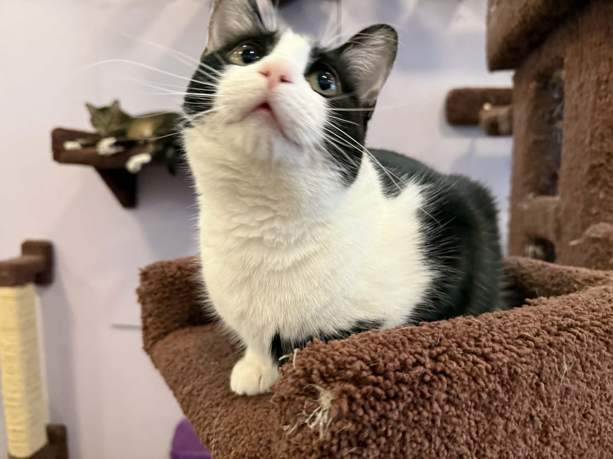 Enlarge Prada(cat café) , a Adoptable mixed breed in Lafayette, IN image 1/4