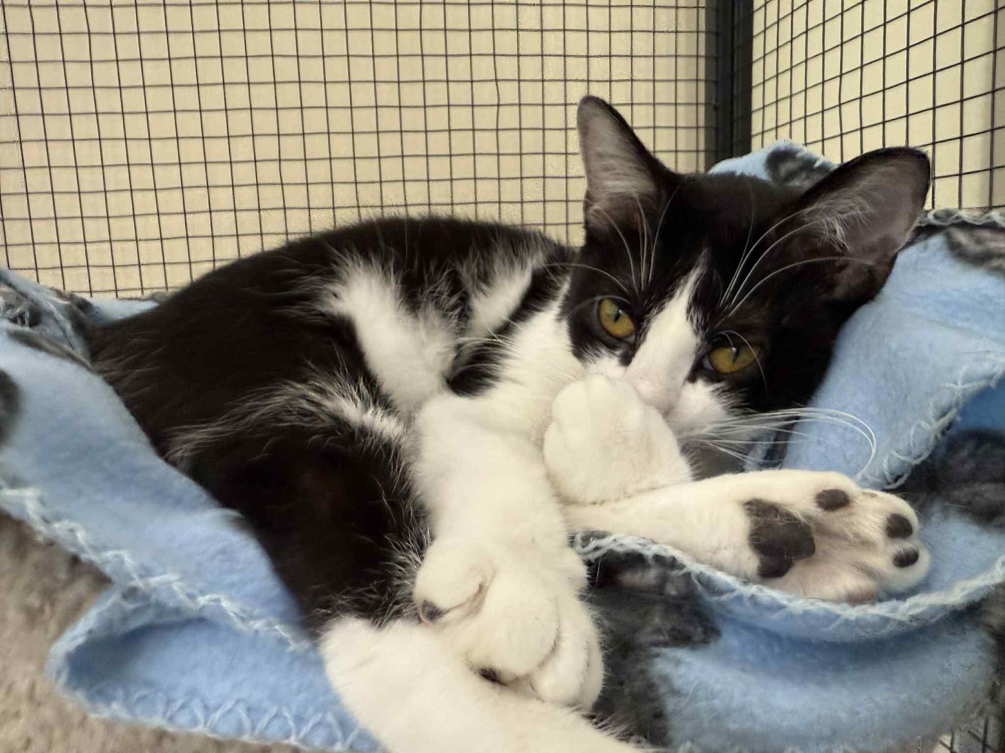 Prada, a Adoptable mixed breed in Lafayette, IN image 4/6