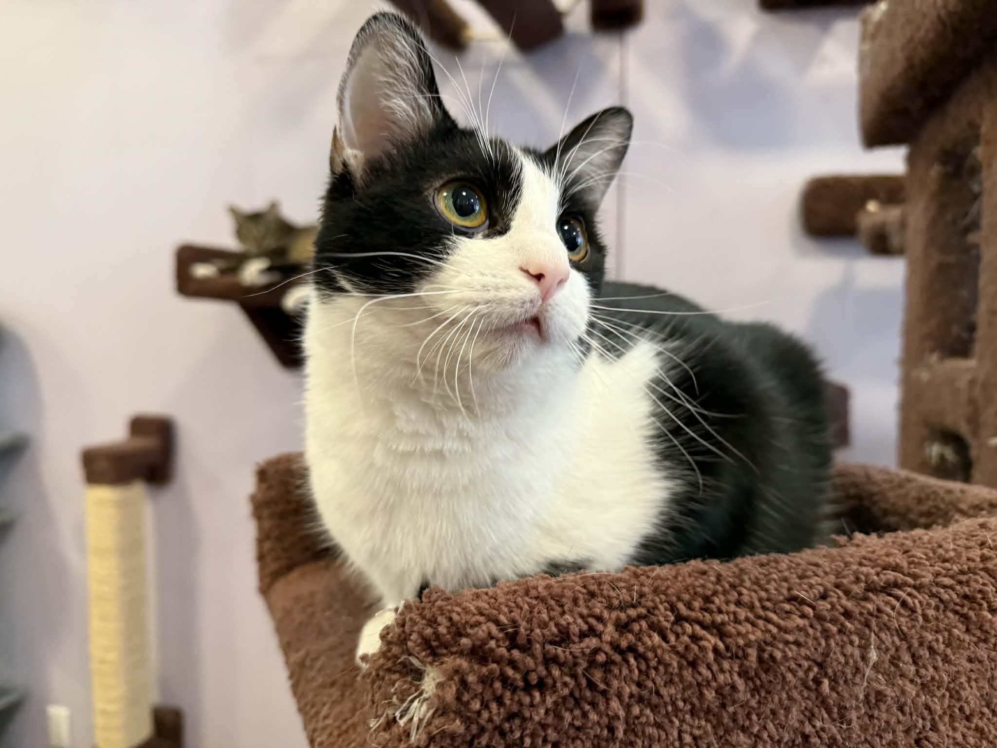 Enlarge Prada(cat café) , a Adoptable mixed breed in Lafayette, IN image 4/4