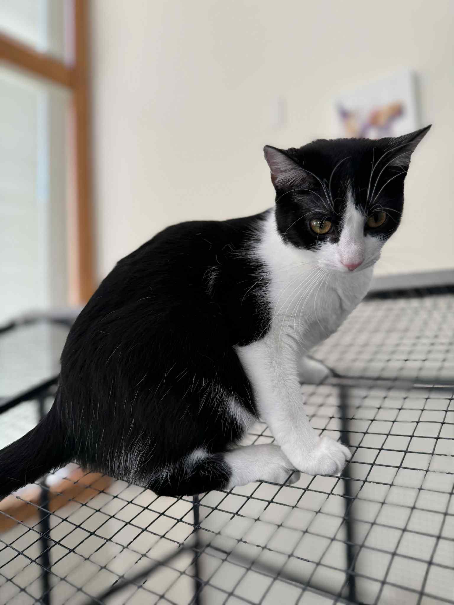 Prada, a Adoptable mixed breed in Lafayette, IN image 5/6