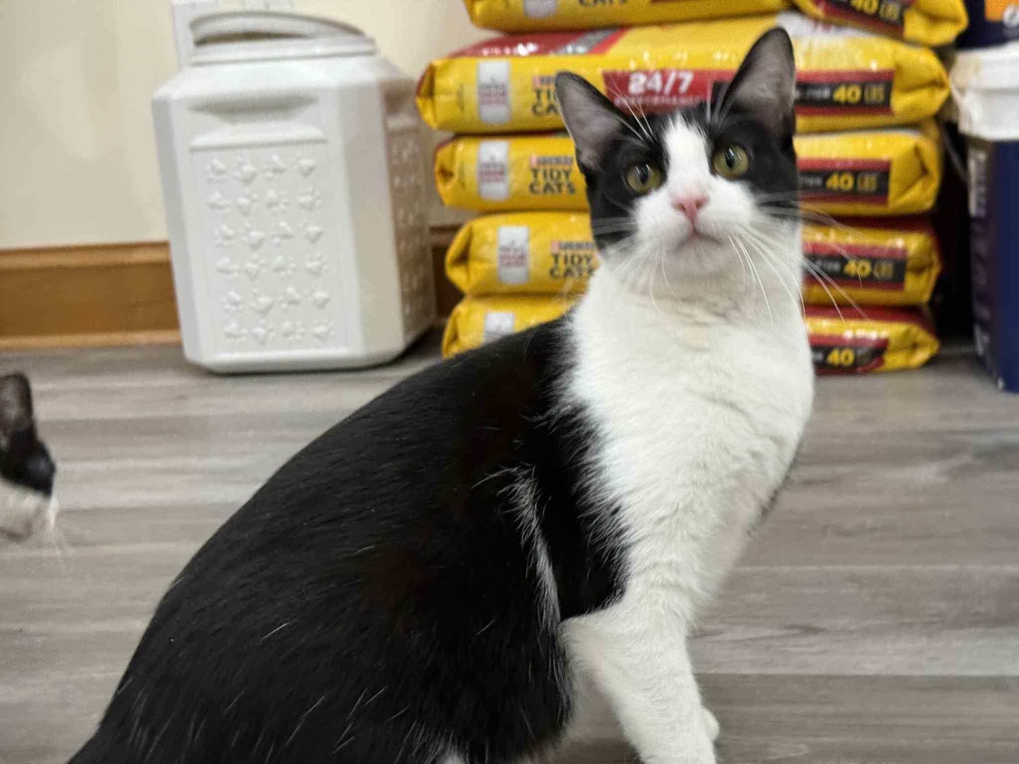 Prada, a Adoptable mixed breed in Lafayette, IN image 6/6