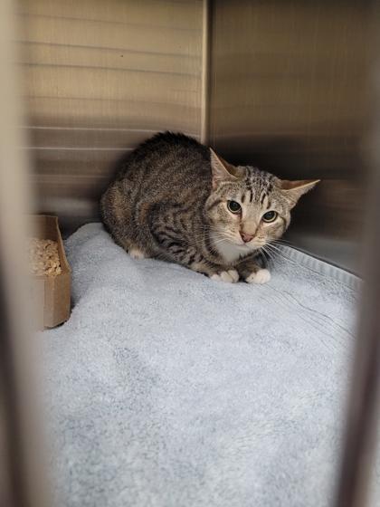 Enlarge Chili Fries, a Adoptable Domestic Short Hair in Chesapeake, VA image 1/1