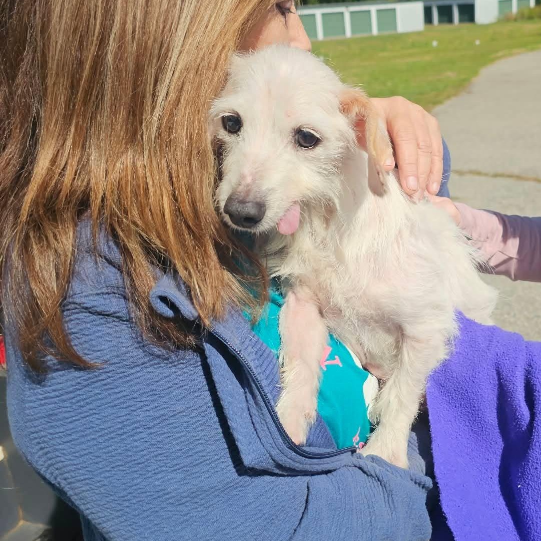 Enlarge Otis, a Adoptable mixed breed in Danville, VT image 2/3