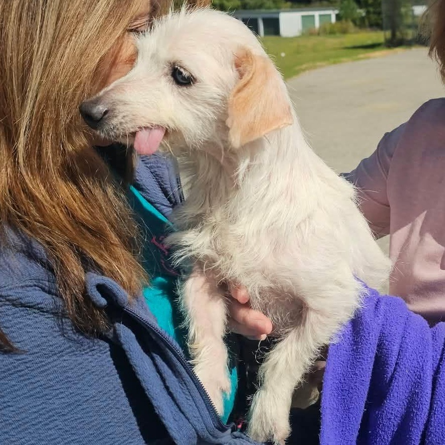 Enlarge Otis, a Adoptable mixed breed in Danville, VT image 3/3