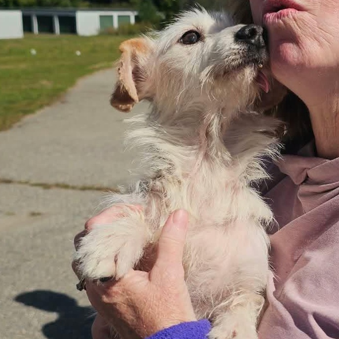 Otis, Adoptable, Adult Male Wirehaired Dachshund.