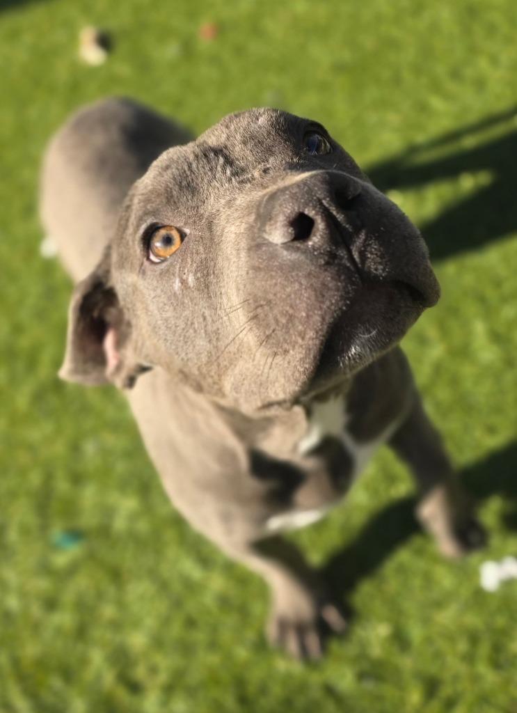 Enlarge Cobalt, a Adoptable Pit Bull Terrier in Little Elm, TX image 1/1