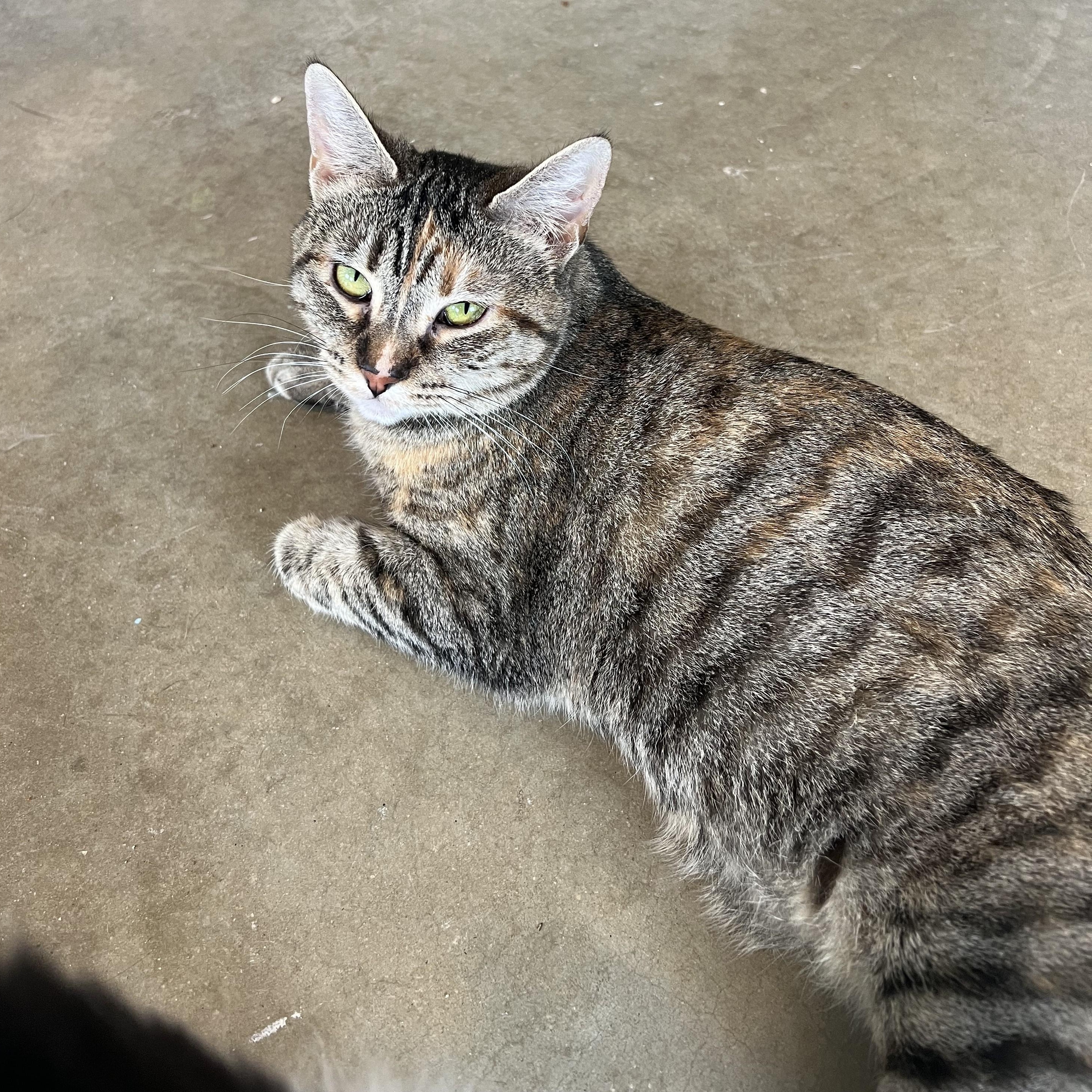 Enlarge Lucy, a Adoptable Domestic Short Hair in Bonners Ferry, ID image 3/3