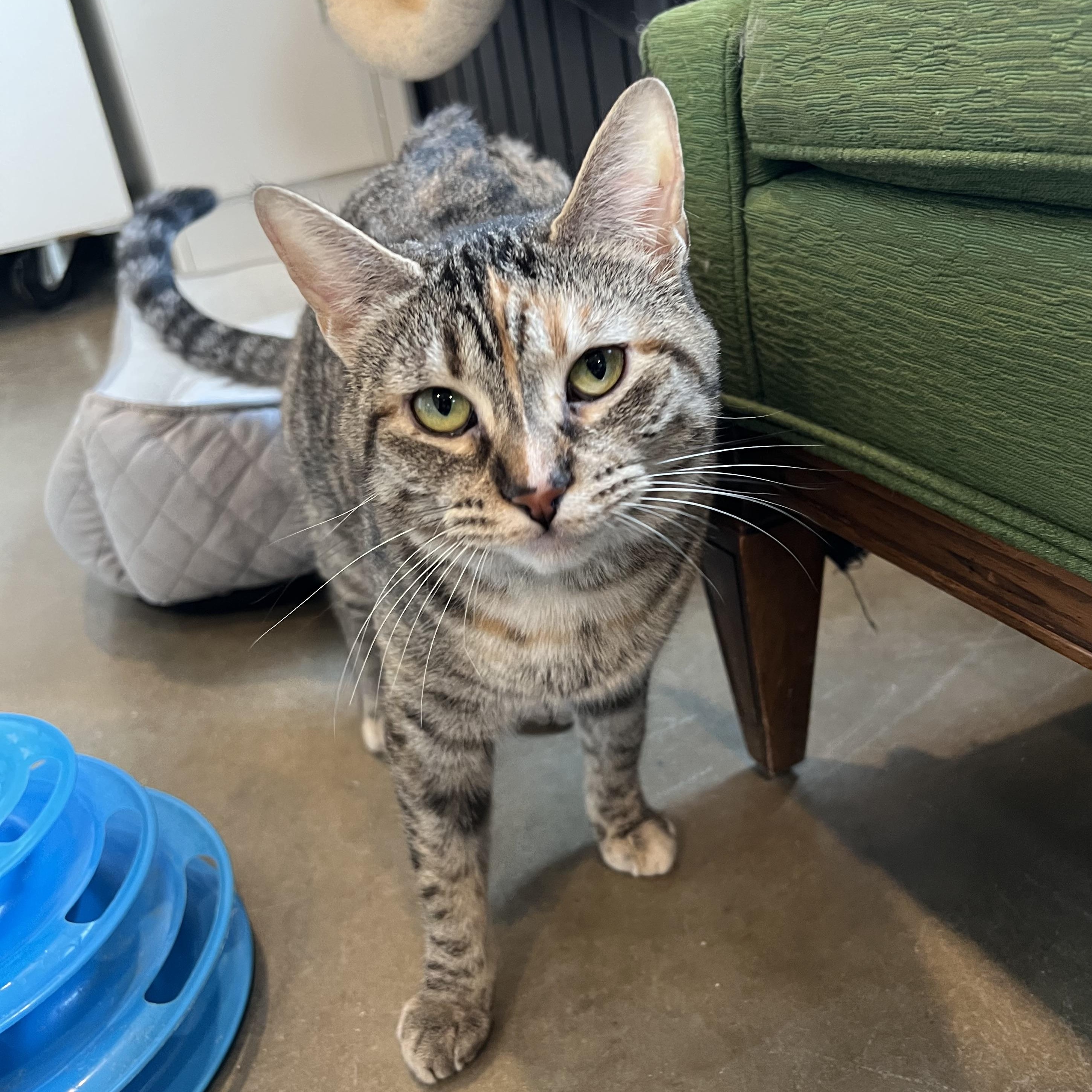 Enlarge Lucy, a Adoptable Domestic Short Hair in Bonners Ferry, ID image 1/3