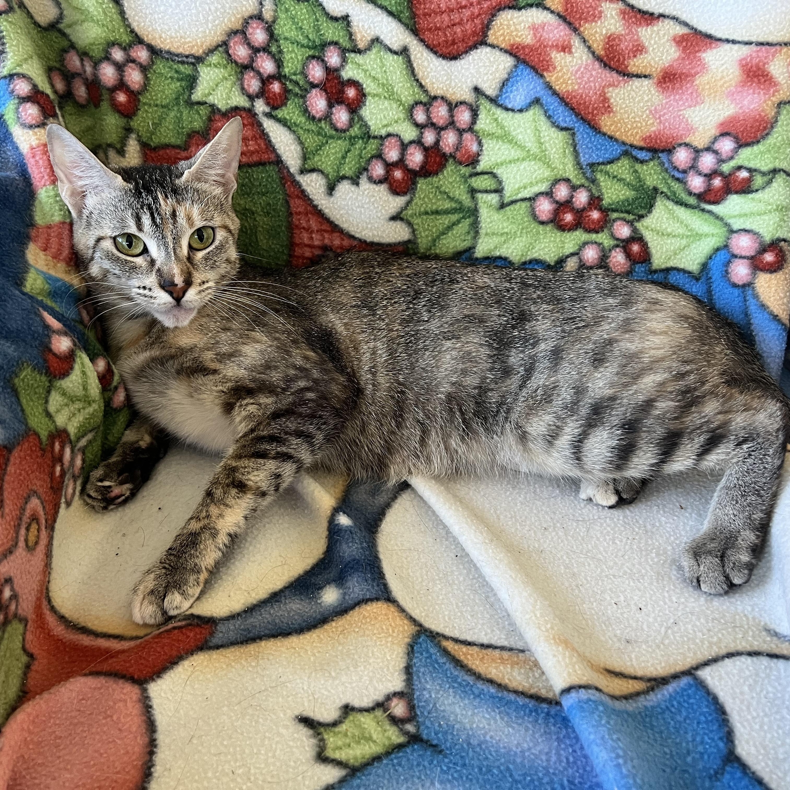 Enlarge Lucy, a Adoptable Domestic Short Hair in Bonners Ferry, ID image 1/1