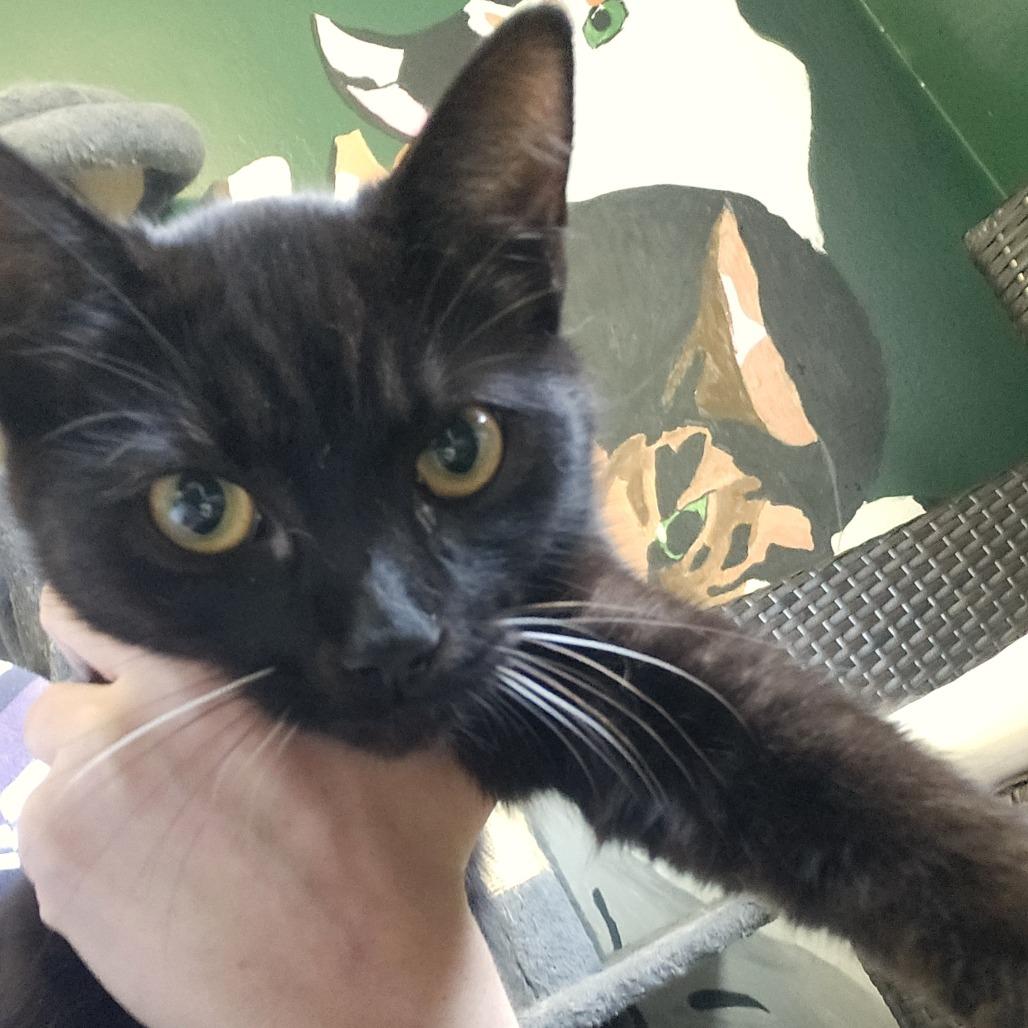 Opal (26-4618), Adoptable, Young Female Domestic Short Hair.