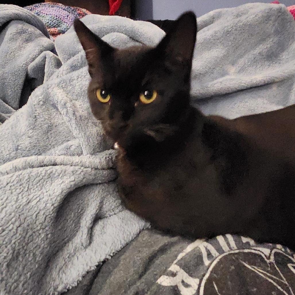 Enlarge Opal (26-4618), a Adoptable Domestic Short Hair in Gordonsville, TN image 2/4