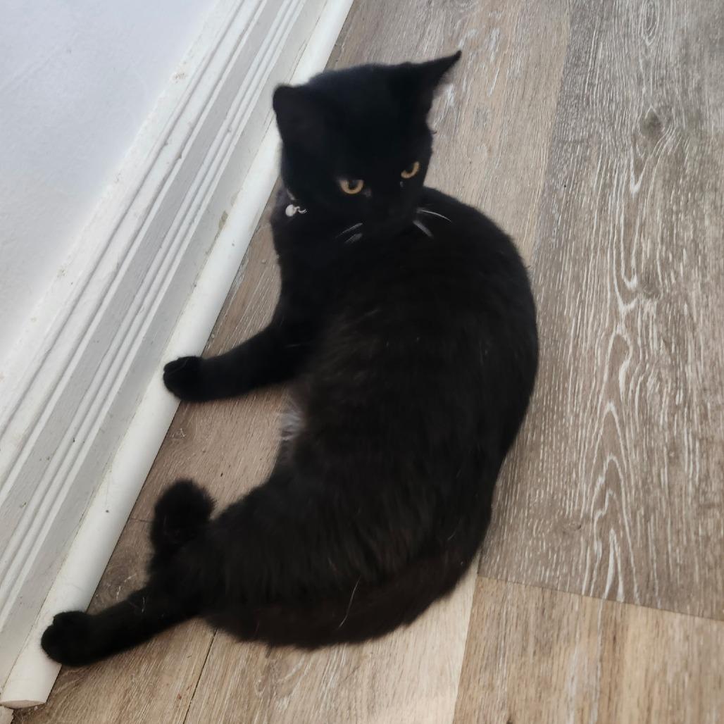 Enlarge Opal (26-4618), a Adoptable Domestic Short Hair in Gordonsville, TN image 3/4
