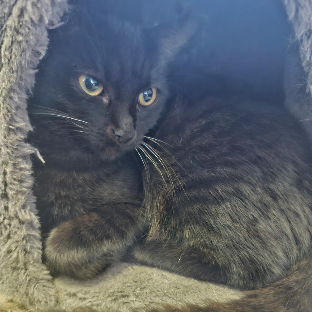 Enlarge Opal (26-4618), a Adoptable Domestic Short Hair in Gordonsville, TN image 4/4