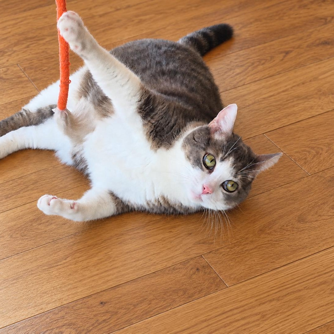 Enlarge Cannoli, a Adoptable Domestic Short Hair in Johnson city, TN image 2/6