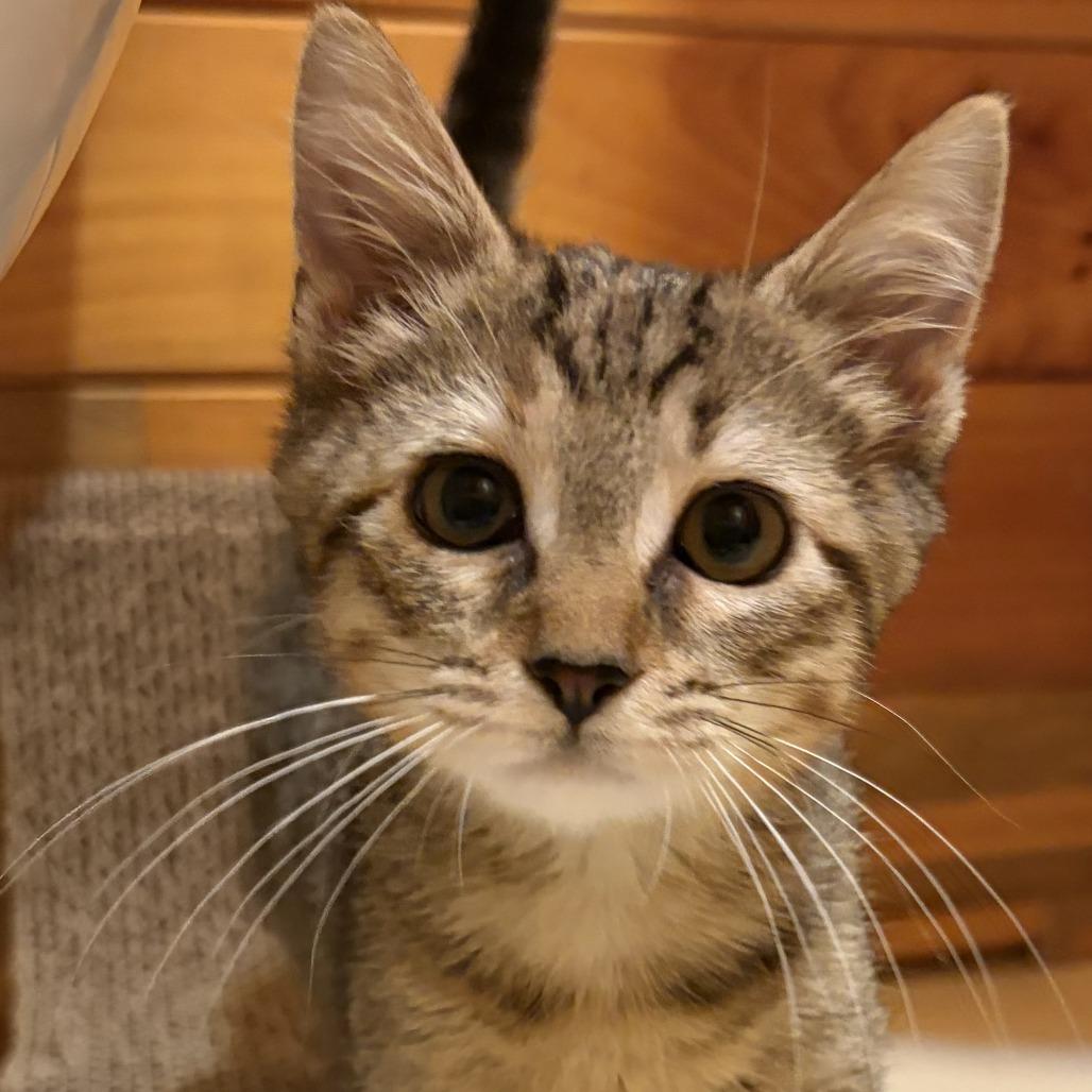 Enlarge Arya, a Adoptable Domestic Short Hair in Winston Salem, NC image 1/1